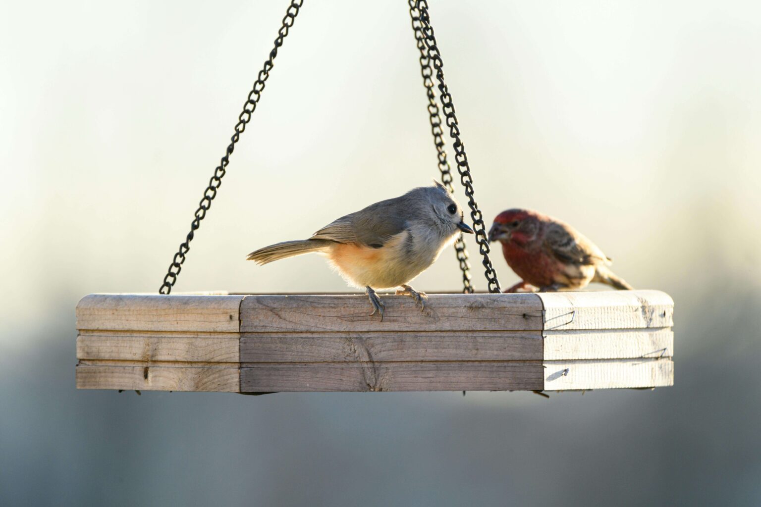 Wildlife Coordinator