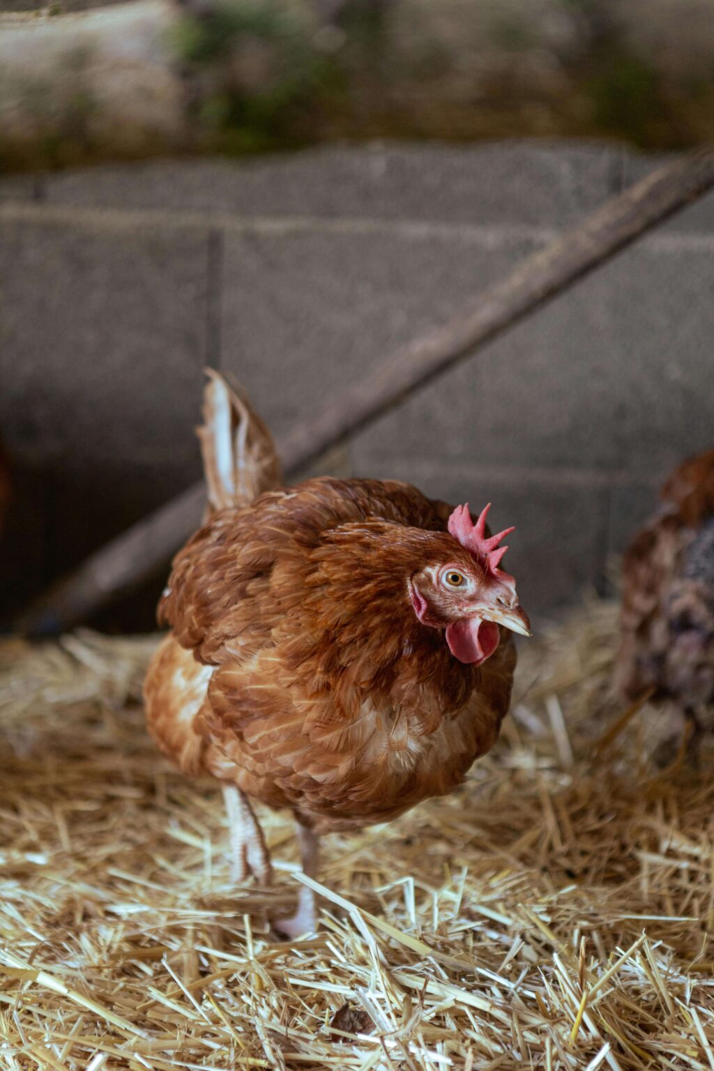 Breeder Farm Supervisor: Supreme Poultry