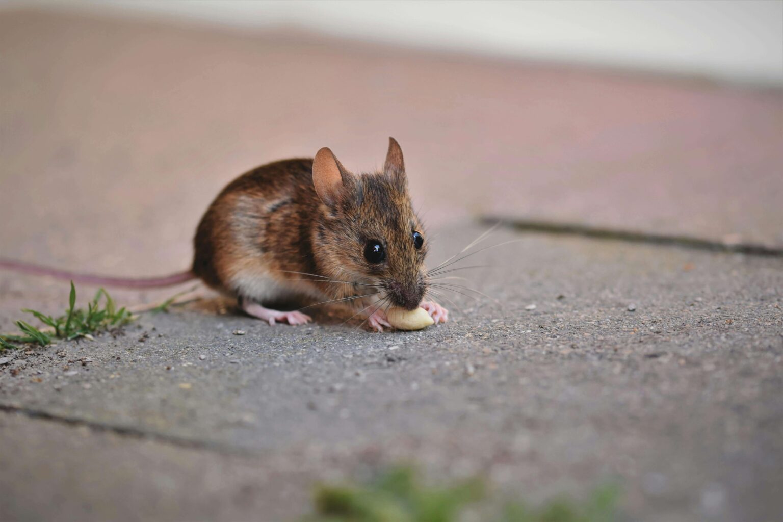 Eradication of Rodents, Rats and Mice