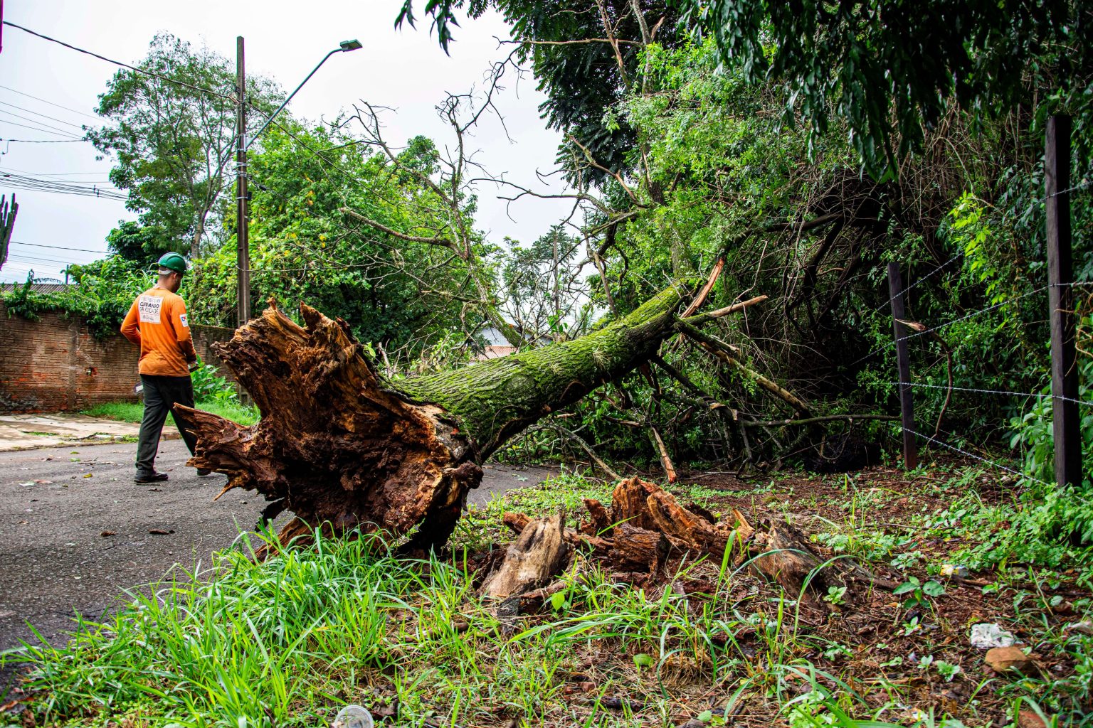 Pruning Trees, Branches Higher Than 3m and Damaging Infrastructure Pruning Trees, Branches Higher Than 3m and Damaging Infrastructure