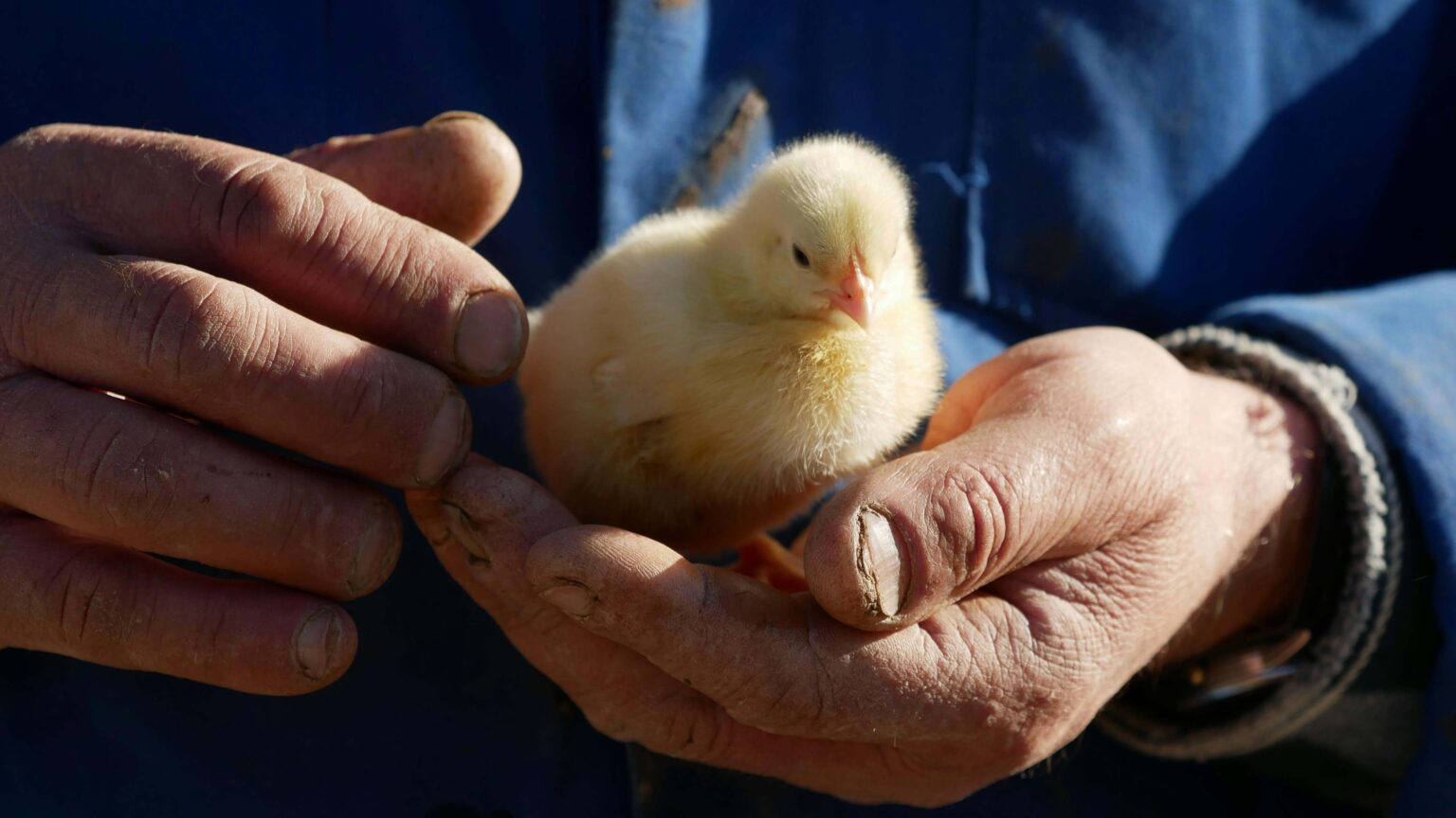 Maintenance Hand- Supreme Poultry
