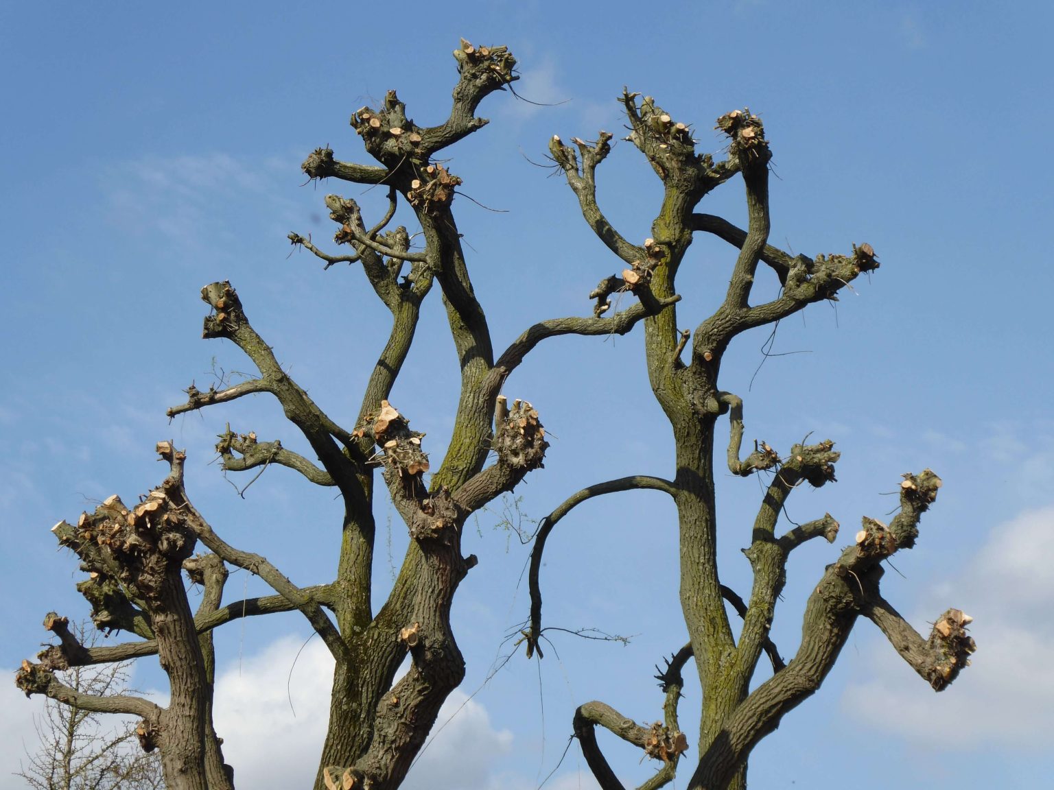 Tree Pruning and Vegetation Control – Sasolburg 2026 Tree Pruning and Vegetation Control