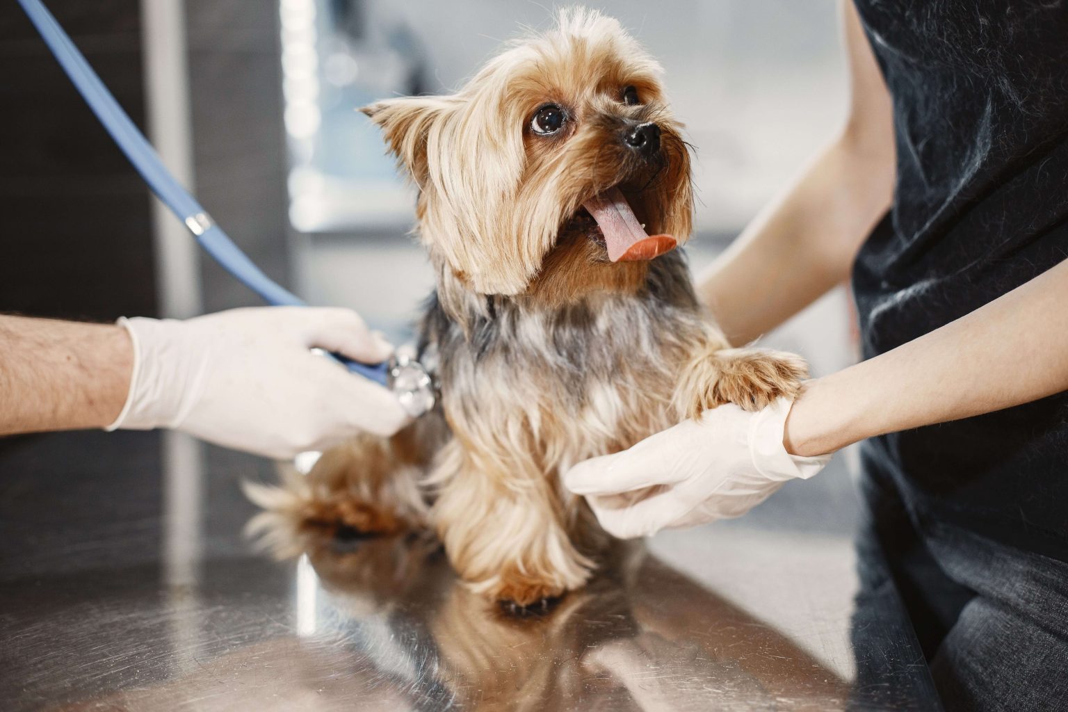 Secretary: Veterinary Services