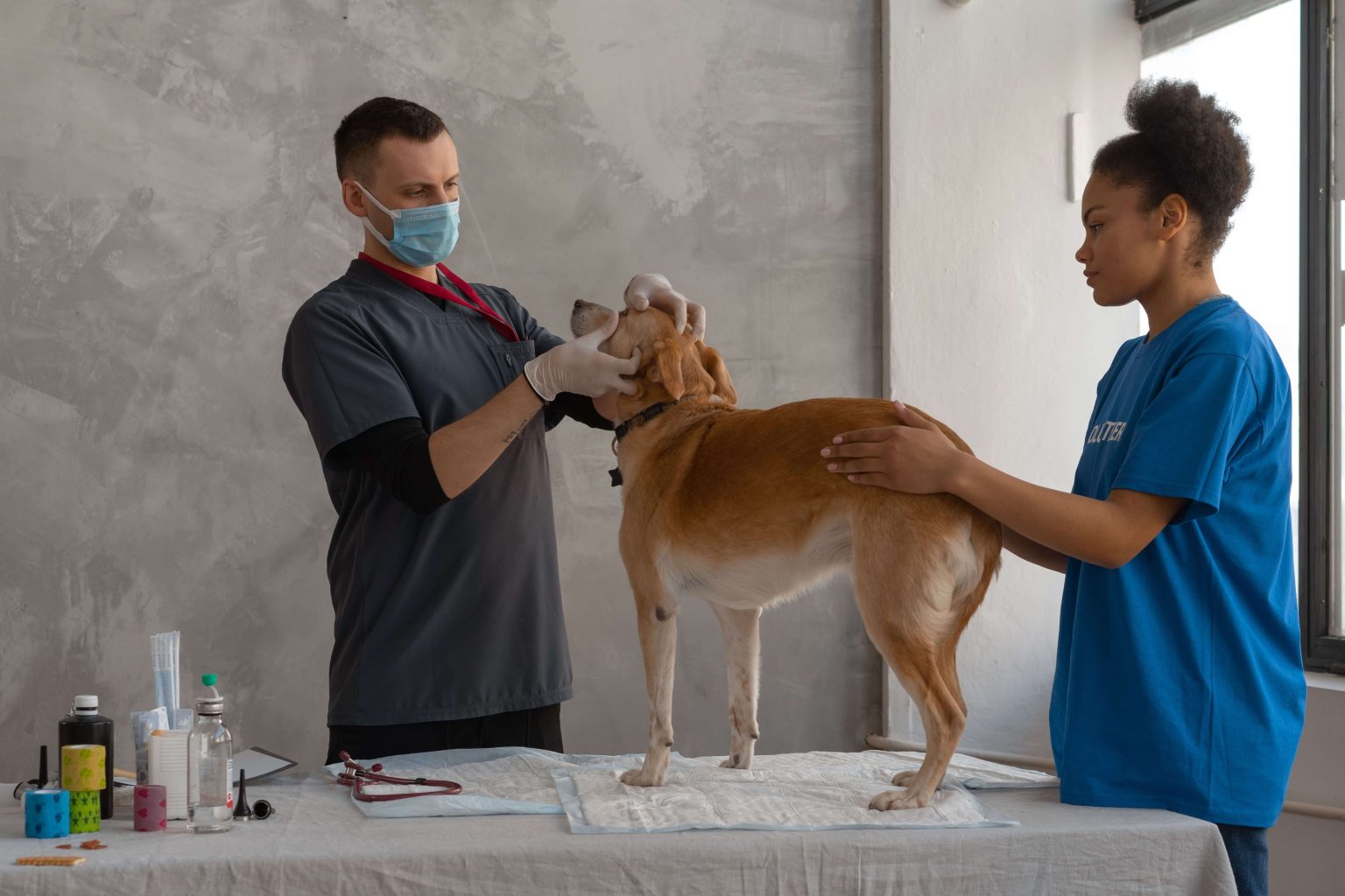 Veterinary Nurse- Clinvet South Africa x1 Veterinary Nurse- Clinvet South Africa