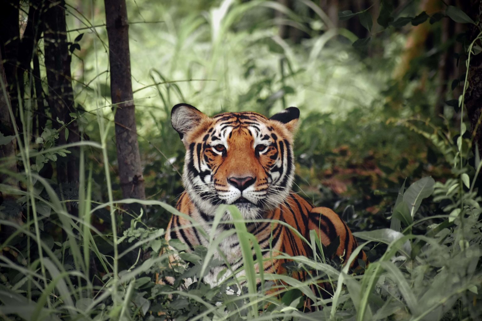 Wildlife Science, Wildlife Management and Conservation Biology