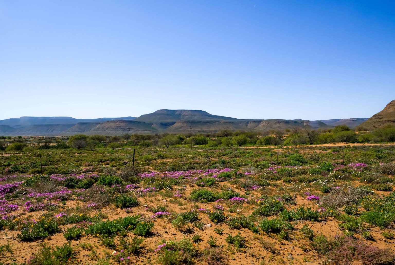 Service Provider to Clear Alien Invasive Plants: Upper Karoo