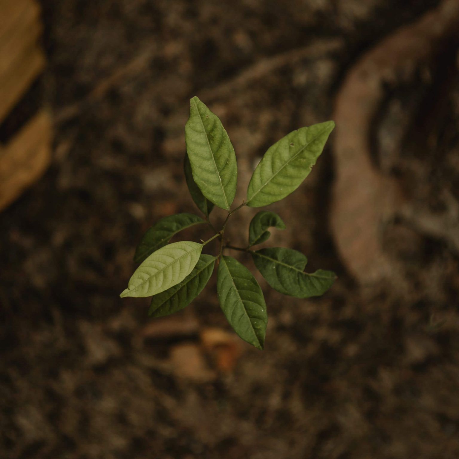 Lecturer: Plant Ecology