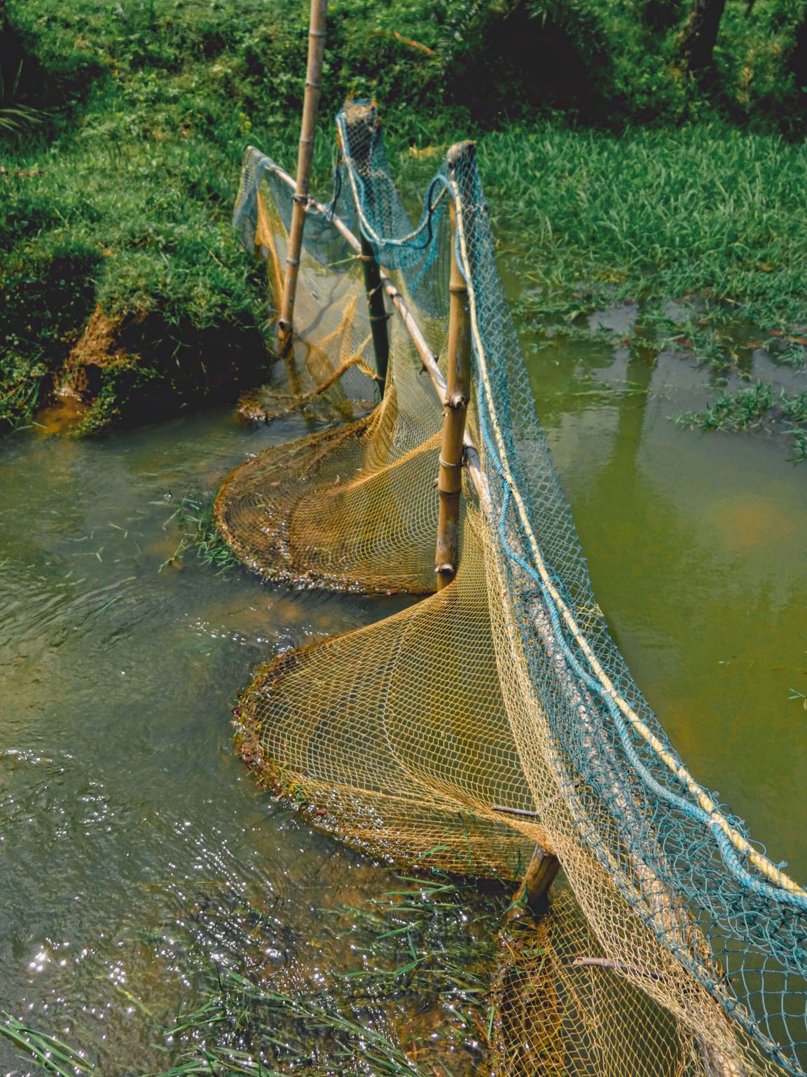 Supply and Delivery of Mist Nets to Catch and Ring Birds 2026 Supply and Delivery of Mist Nets to Catch and Ring Birds