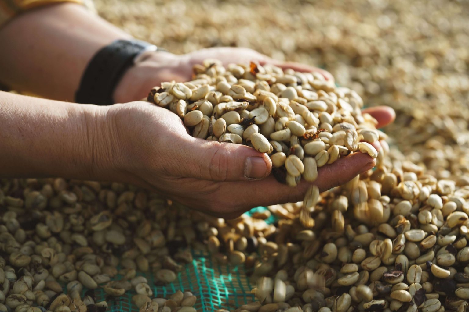 Production Officer – Seed Processing