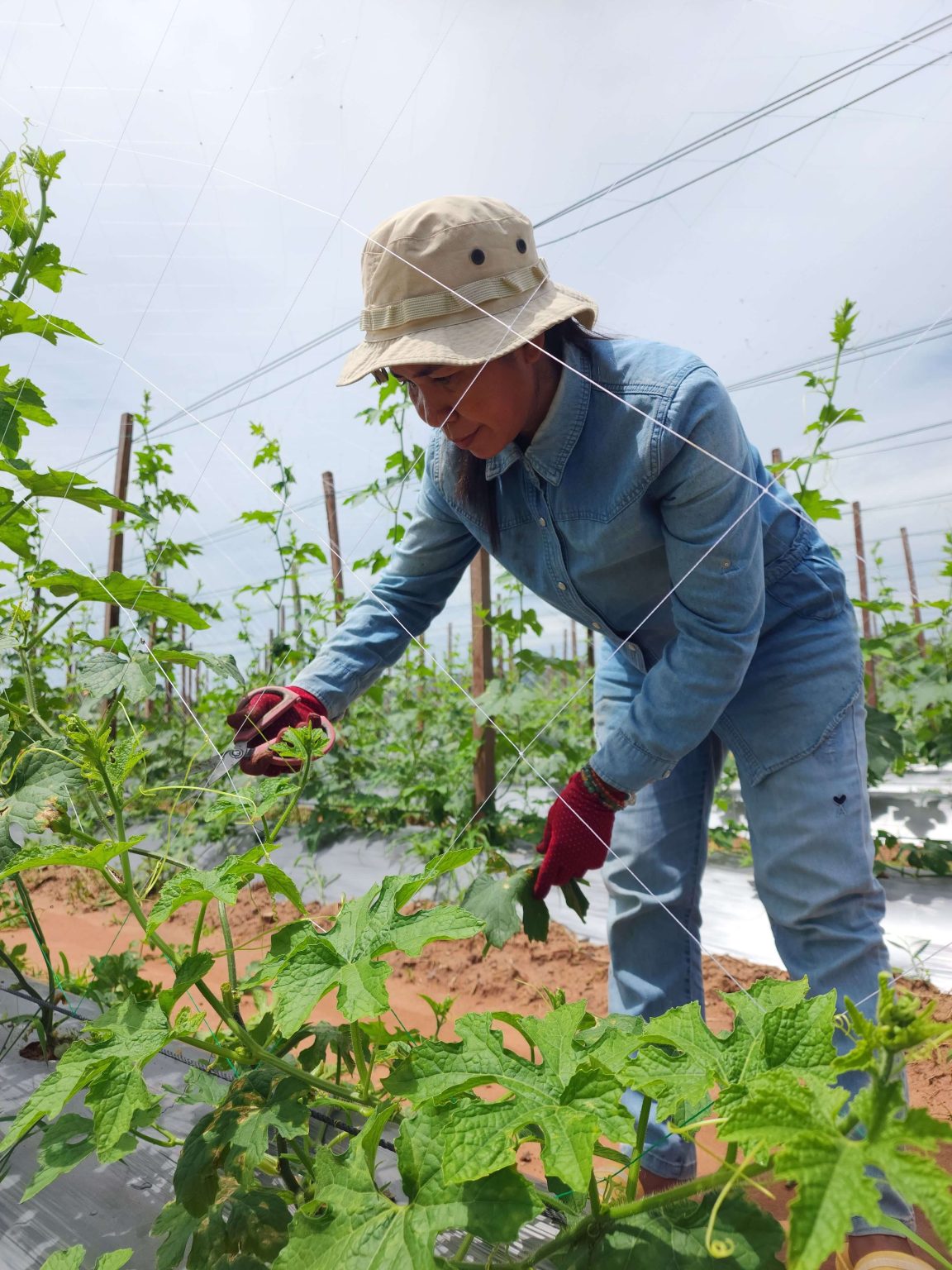 Provision of Pest Control and Grounds Maintenance (Vegetation Control)