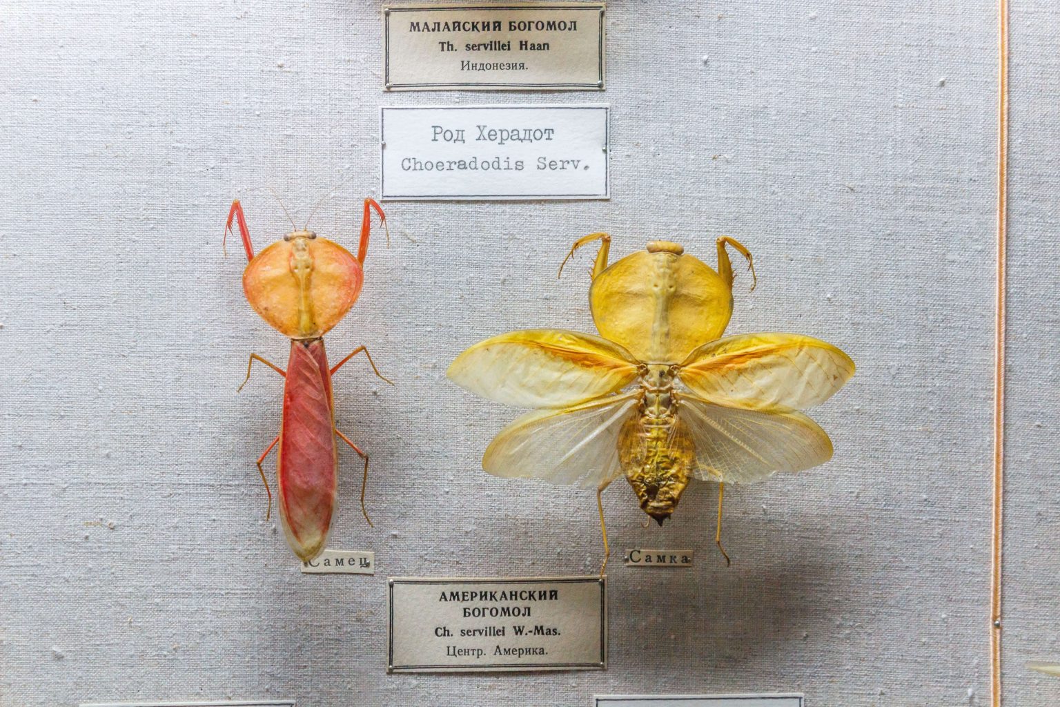 Senior Lecturer in Entomology, Invertebrates and Genetics