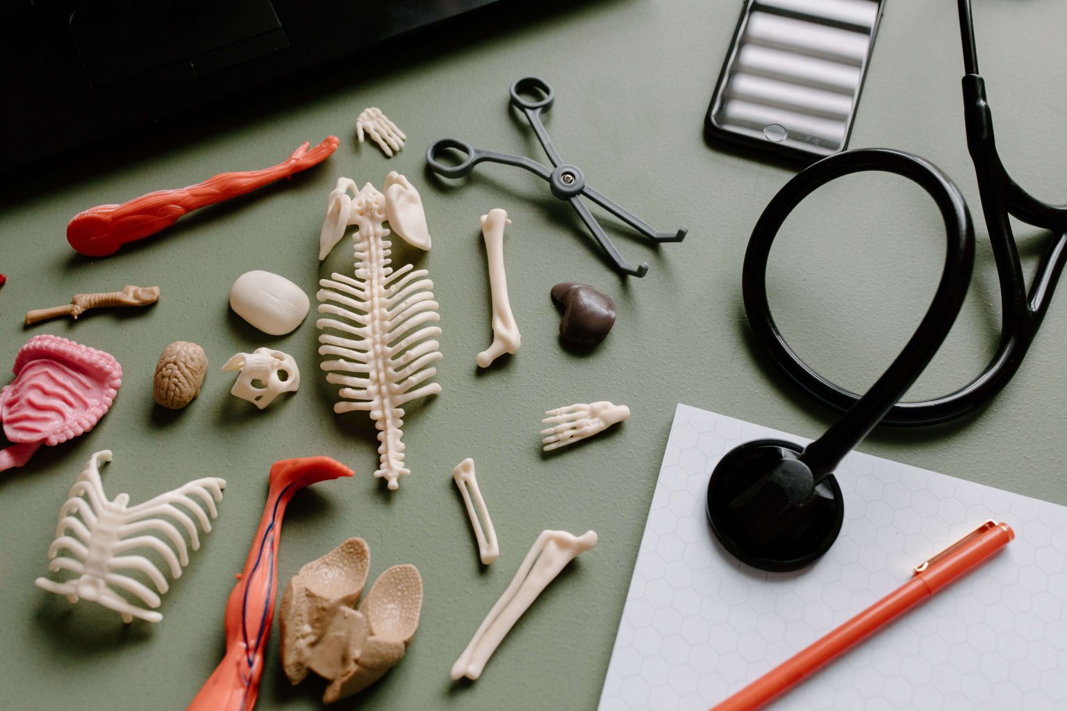 Assistant Technician: Human Anatomy- University of the Free State x1 Assistant Technician: Human Anatomy